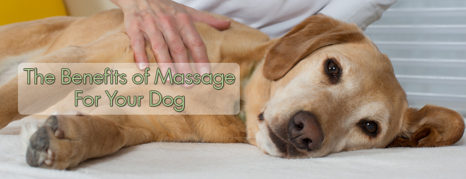 benefits-of-massage-for-dogs2