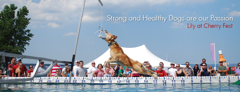 strong-healthy-dogs2
